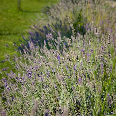 Agriturismo Le Spighe